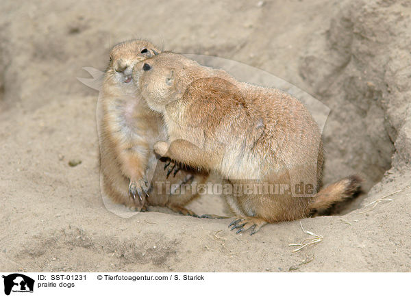 Prriehunde / prairie dogs / SST-01231