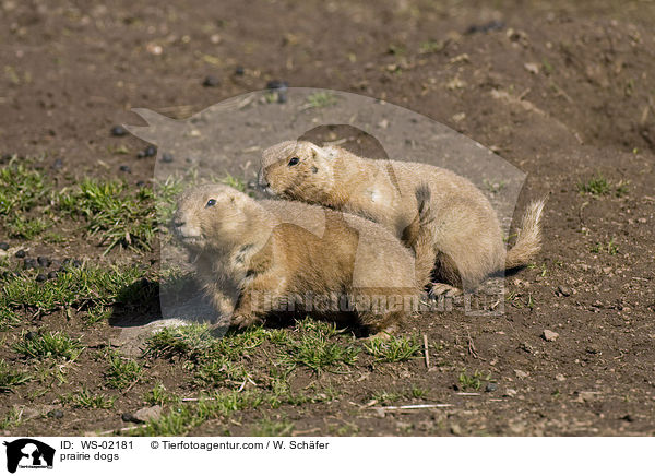 Prriehund / prairie dogs / WS-02181