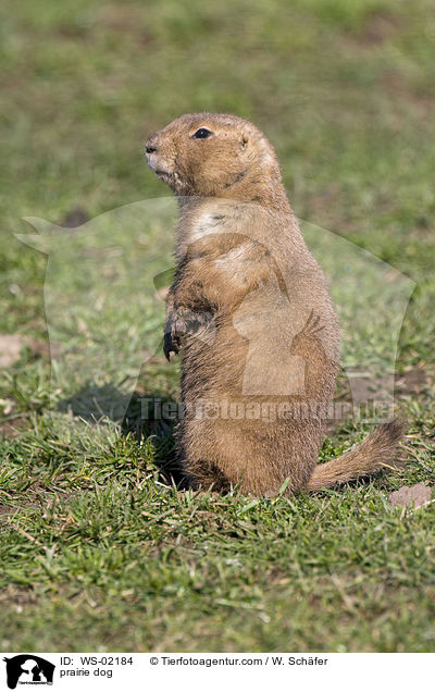 prairie dog / WS-02184