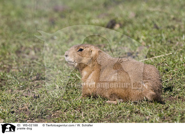 Prriehund / prairie dog / WS-02188