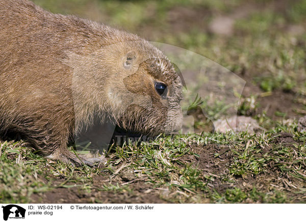 prairie dog / WS-02194