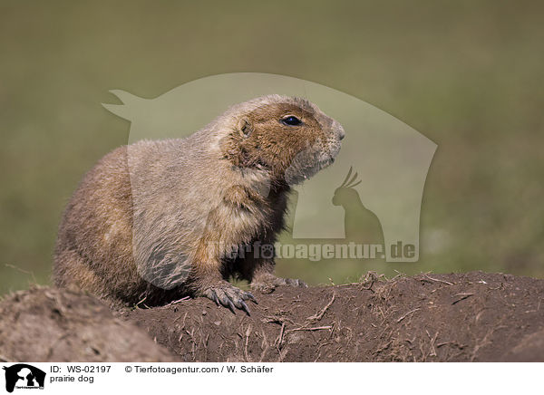 Prriehund / prairie dog / WS-02197