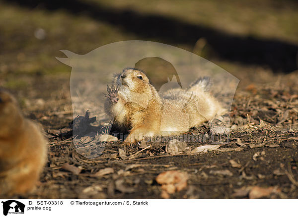 Prriehund / prairie dog / SST-03318