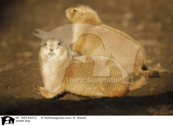prairie dog / SST-04212