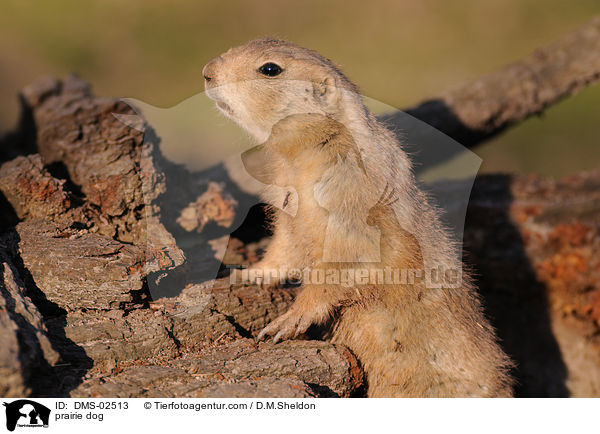 Schwarzschwanz-Prriehund / prairie dog / DMS-02513