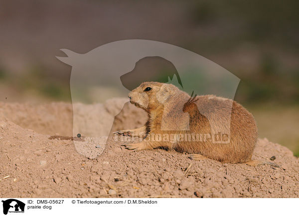 Schwarzschwanz-Prriehund / prairie dog / DMS-05627