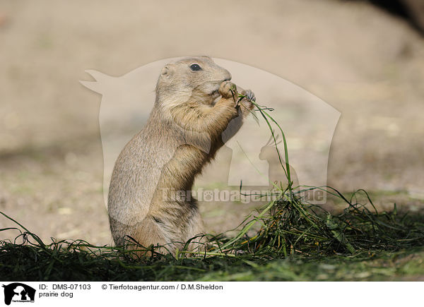 Schwarzschwanz-Prriehund / prairie dog / DMS-07103