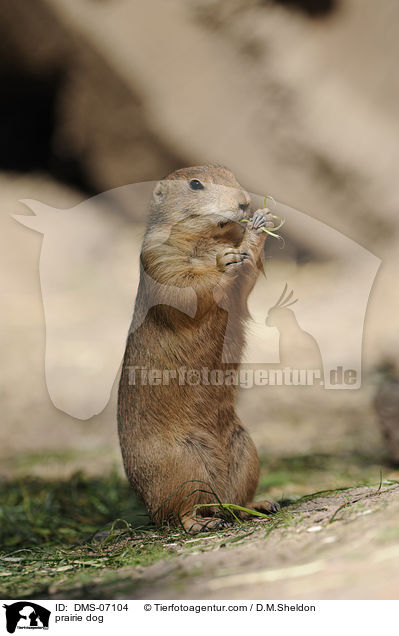 Schwarzschwanz-Prriehund / prairie dog / DMS-07104