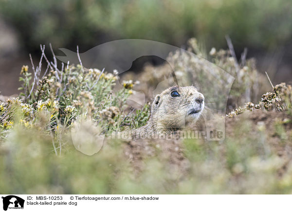 Schwarzschwanz-Prriehund / black-tailed prairie dog / MBS-10253