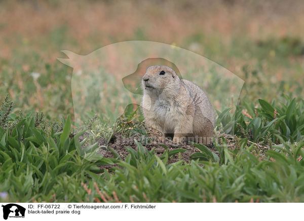 Schwarzschwanz-Prriehund / black-tailed prairie dog / FF-06722