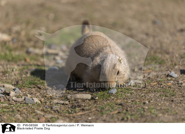 Schwarzschwanz-Prriehund / Black-tailed Prairie Dog / PW-08588