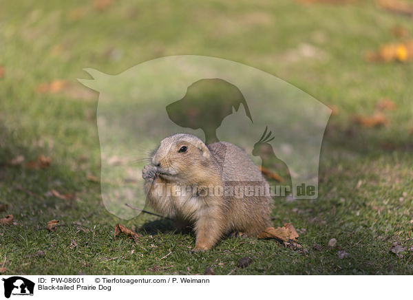 Schwarzschwanz-Prriehund / Black-tailed Prairie Dog / PW-08601