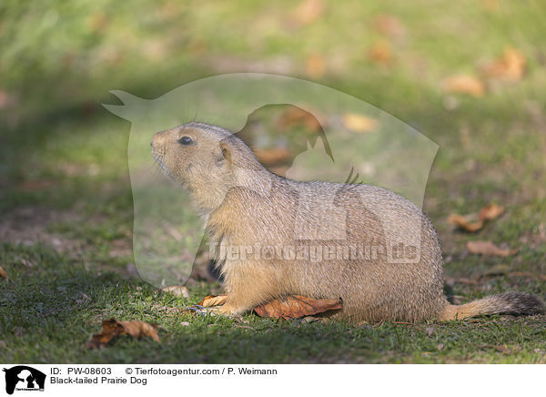 Schwarzschwanz-Prriehund / Black-tailed Prairie Dog / PW-08603