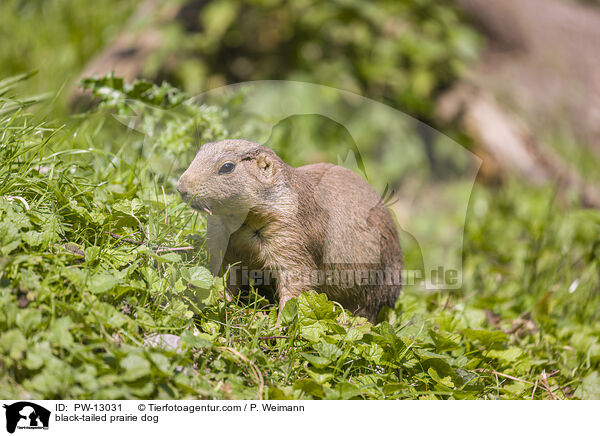 Schwarzschwanz-Prriehund / black-tailed prairie dog / PW-13031