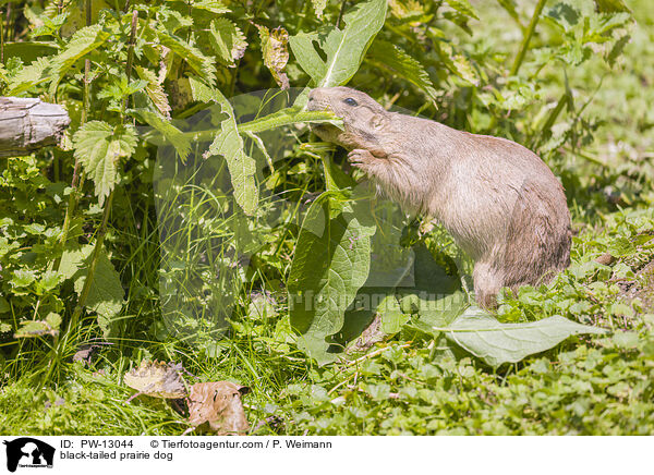 Schwarzschwanz-Prriehund / black-tailed prairie dog / PW-13044