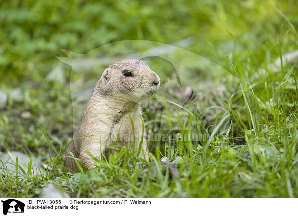 Schwarzschwanz-Prriehund / black-tailed prairie dog / PW-13055