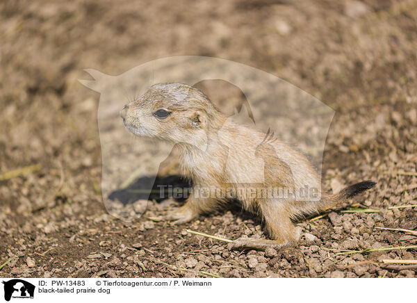 Schwarzschwanz-Prriehund / black-tailed prairie dog / PW-13483