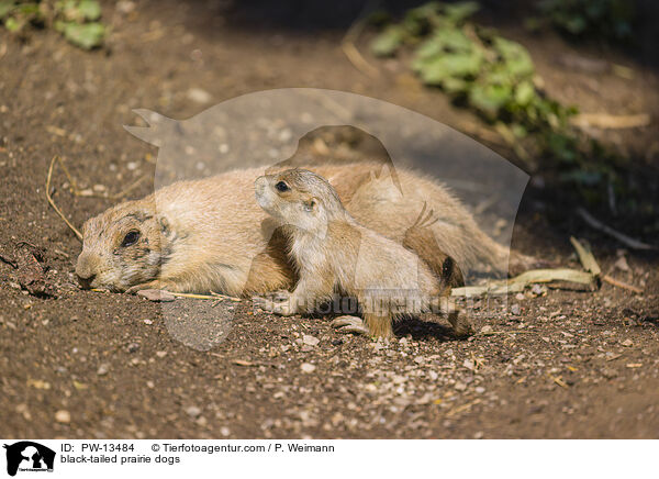 black-tailed prairie dogs / PW-13484