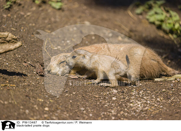 Schwarzschwanz-Prriehunde / black-tailed prairie dogs / PW-13487