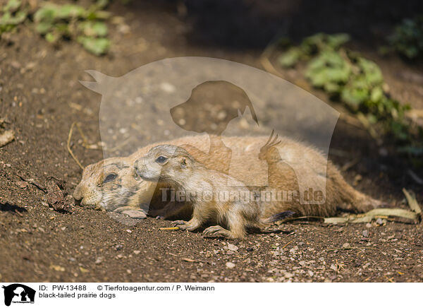 Schwarzschwanz-Prriehunde / black-tailed prairie dogs / PW-13488