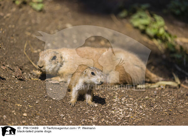 black-tailed prairie dogs / PW-13489