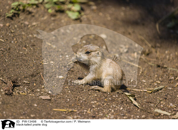 Schwarzschwanz-Prriehund / black-tailed prairie dog / PW-13498
