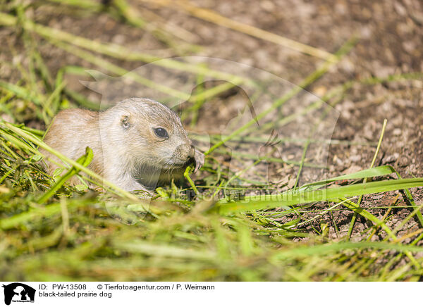 black-tailed prairie dog / PW-13508