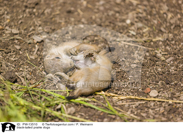 Schwarzschwanz-Prriehunde / black-tailed prairie dogs / PW-13510
