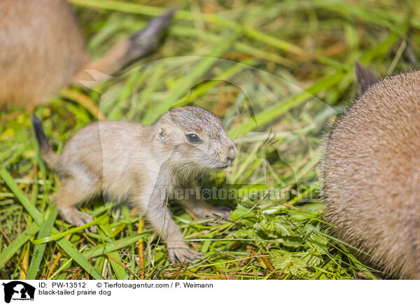 Schwarzschwanz-Prriehund / black-tailed prairie dog / PW-13512