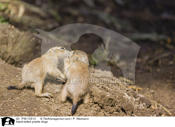 Schwarzschwanz-Prriehunde / black-tailed prairie dogs / PW-13513