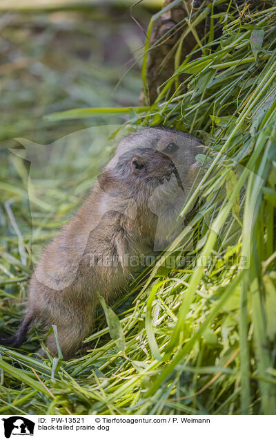 Schwarzschwanz-Prriehund / black-tailed prairie dog / PW-13521