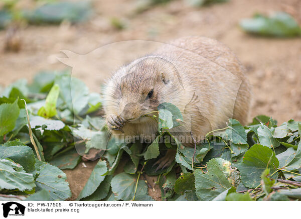 black-tailed prairie dog / PW-17505