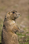 prairie dog