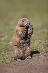 prairie dog