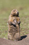 prairie dog
