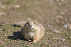 Black-tailed Prairie Dog