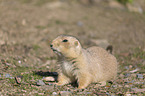 Black-tailed Prairie Dog
