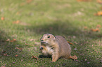 Black-tailed Prairie Dog