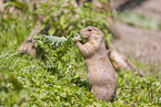 black-tailed prairie dog