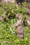 black-tailed prairie dog