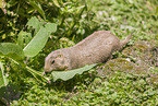 black-tailed prairie dog