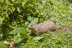 black-tailed prairie dog