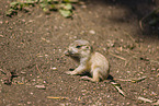 black-tailed prairie dog