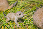 black-tailed prairie dog