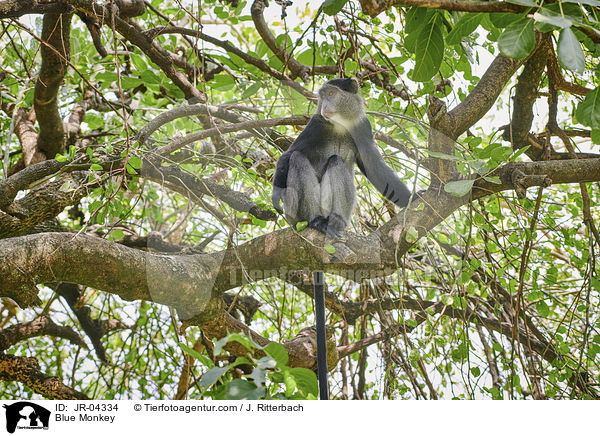 Diademmeerkatze / Blue Monkey / JR-04334
