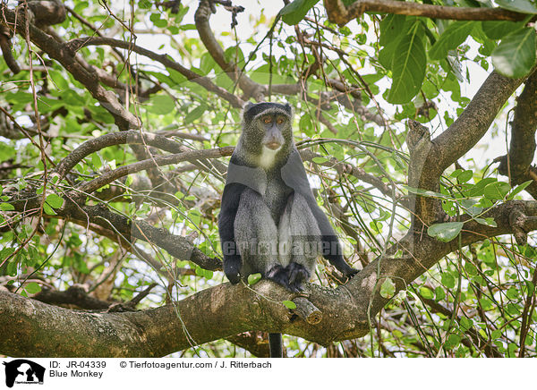 Diademmeerkatze / Blue Monkey / JR-04339
