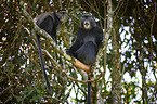 blue monkeys