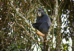 blue monkey