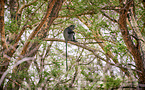 blue monkey