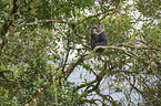 blue monkey